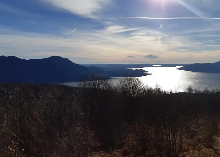 Camelia * 프레메노